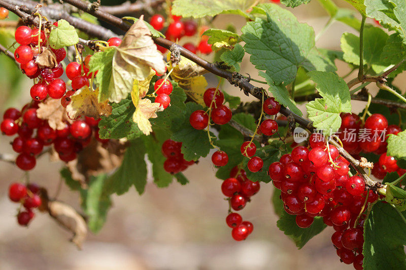 夏天的水果和蔬菜花园，在阳光下生长着红醋栗(ribes rubrum)，茎/叶上挂着一串串成熟的红色浆果，夏天的水果与醋栗/醋栗科有关